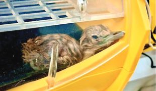 'Project Great Indian Bustard' has entered the fourth year of its captive breeding program